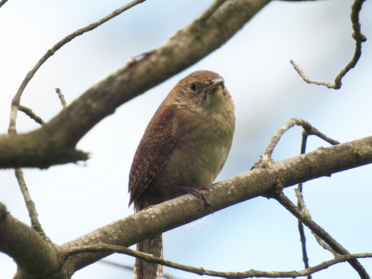 House Wren - ML620285575