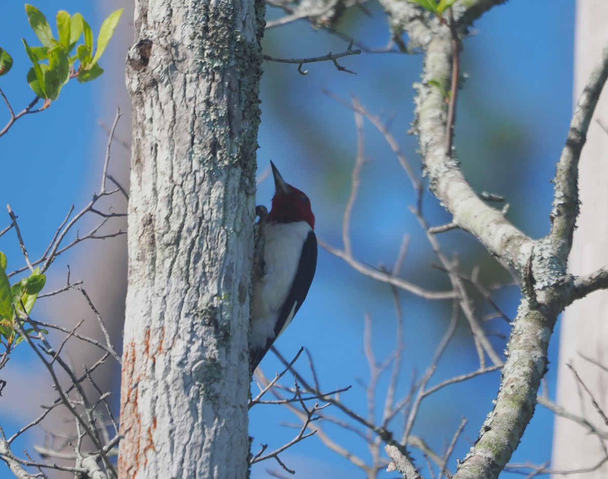Red-headed Woodpecker - ML620285577