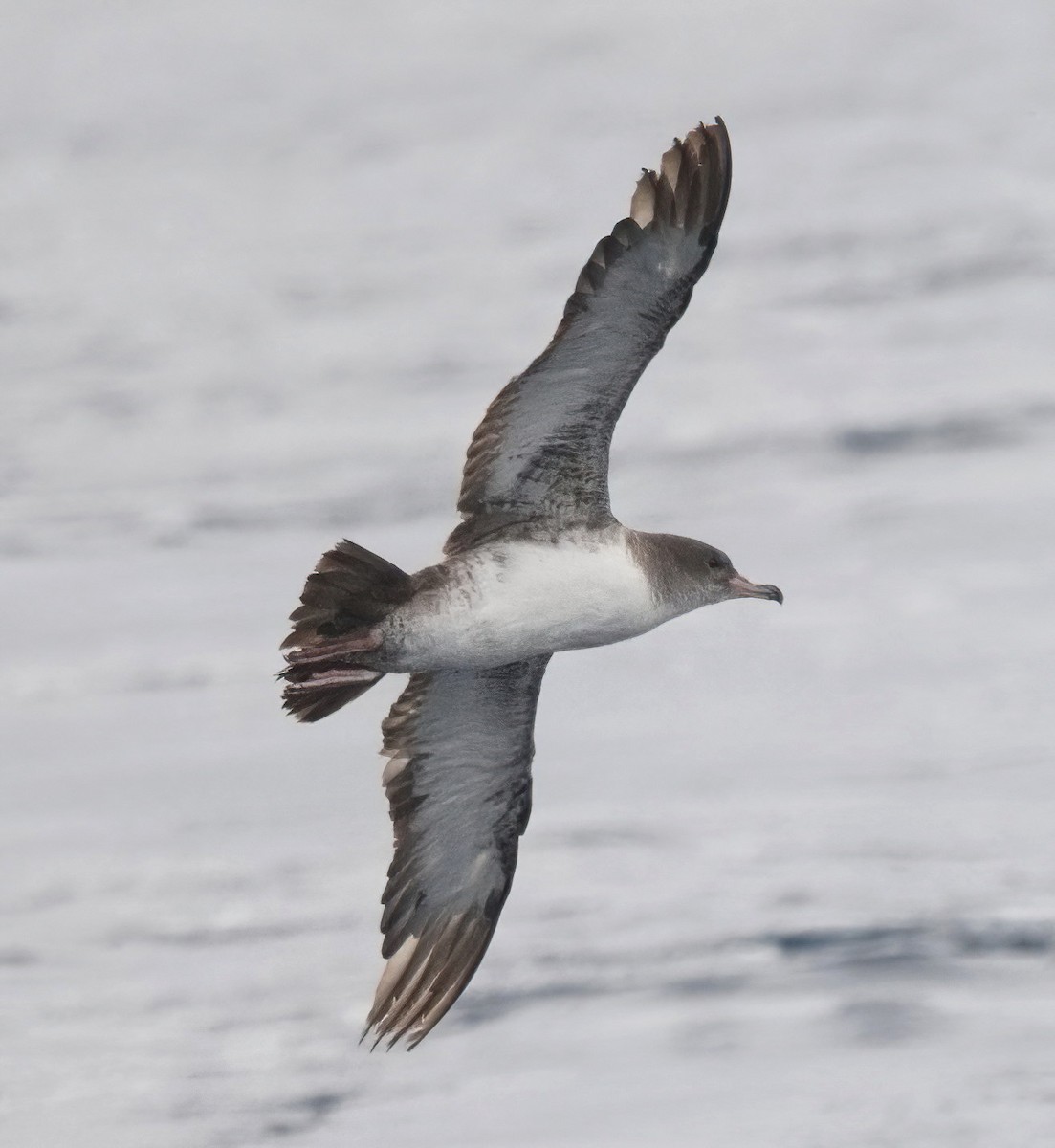 Pink-footed Shearwater - ML620285578
