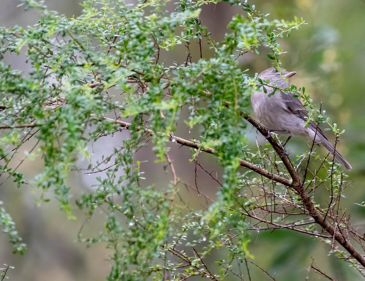 Golden Whistler - ML620285582