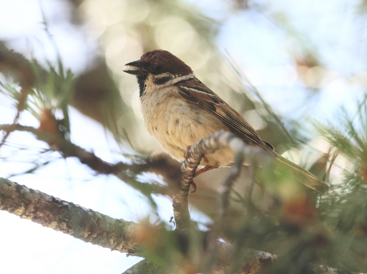 Eurasian Tree Sparrow - ML620285585