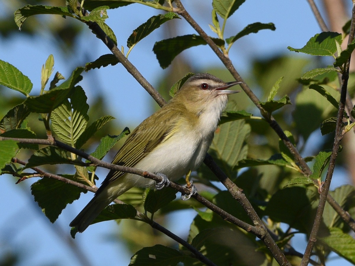 rødøyevireo - ML620285587