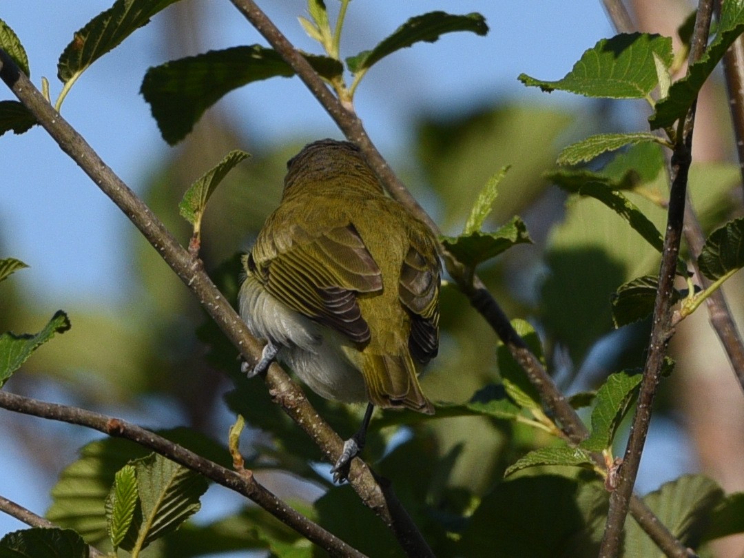 rødøyevireo - ML620285588