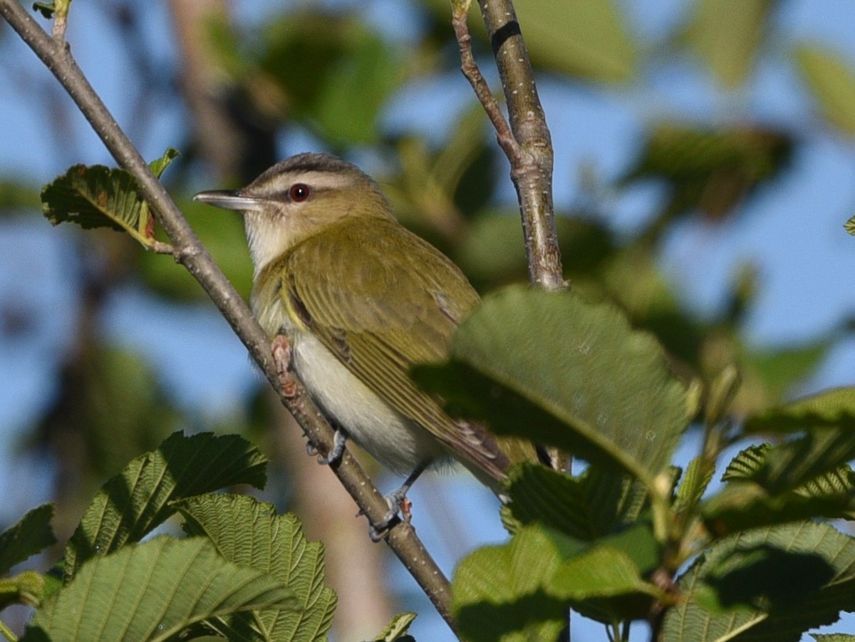 rødøyevireo - ML620285589