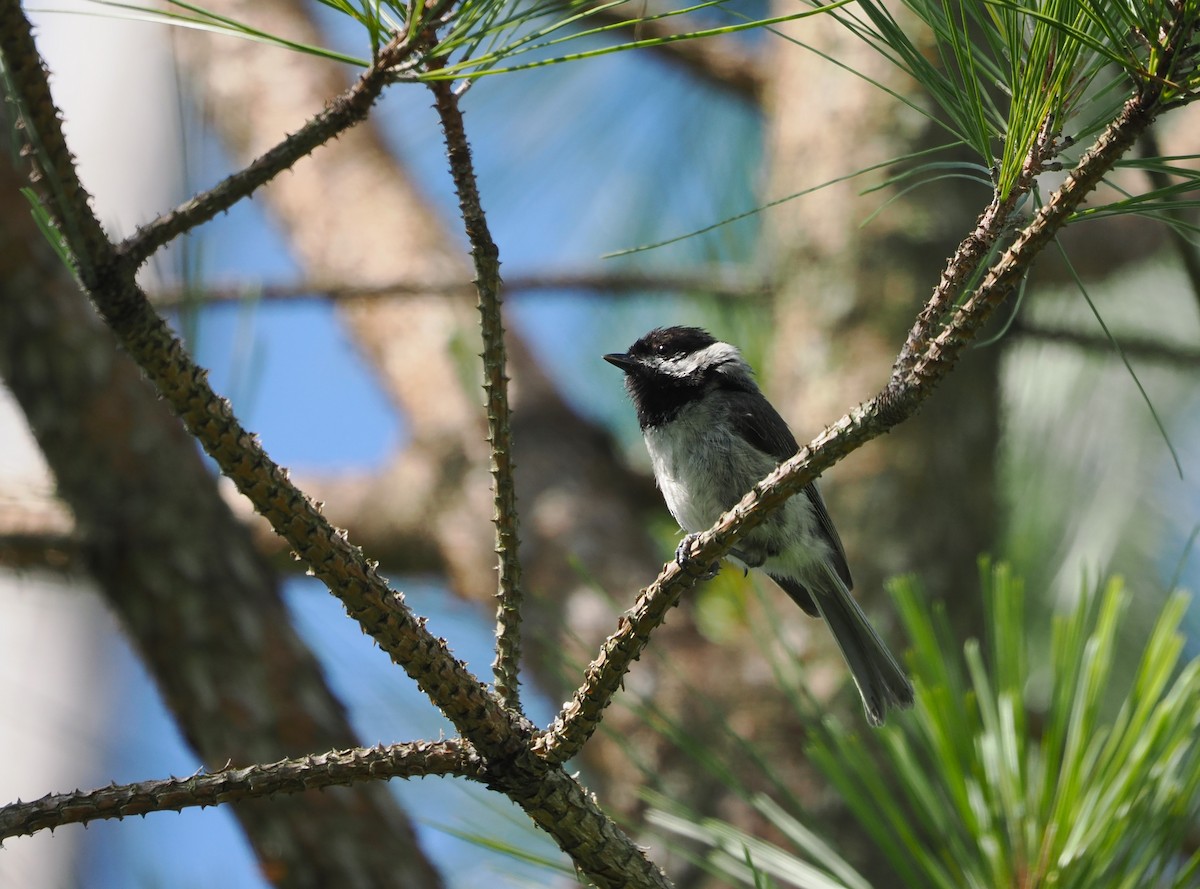 Carolina Chickadee - ML620285590