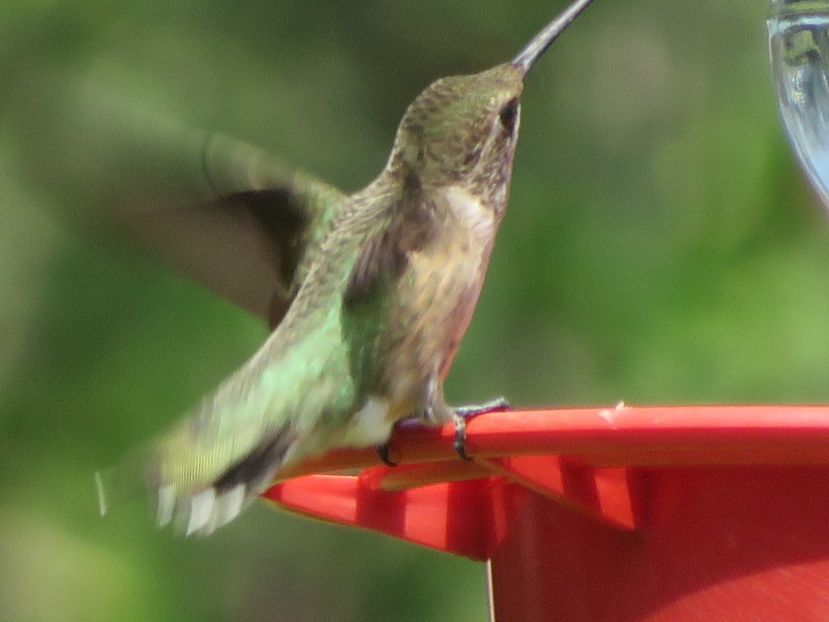 Colibrí Gorjinegro - ML620285592