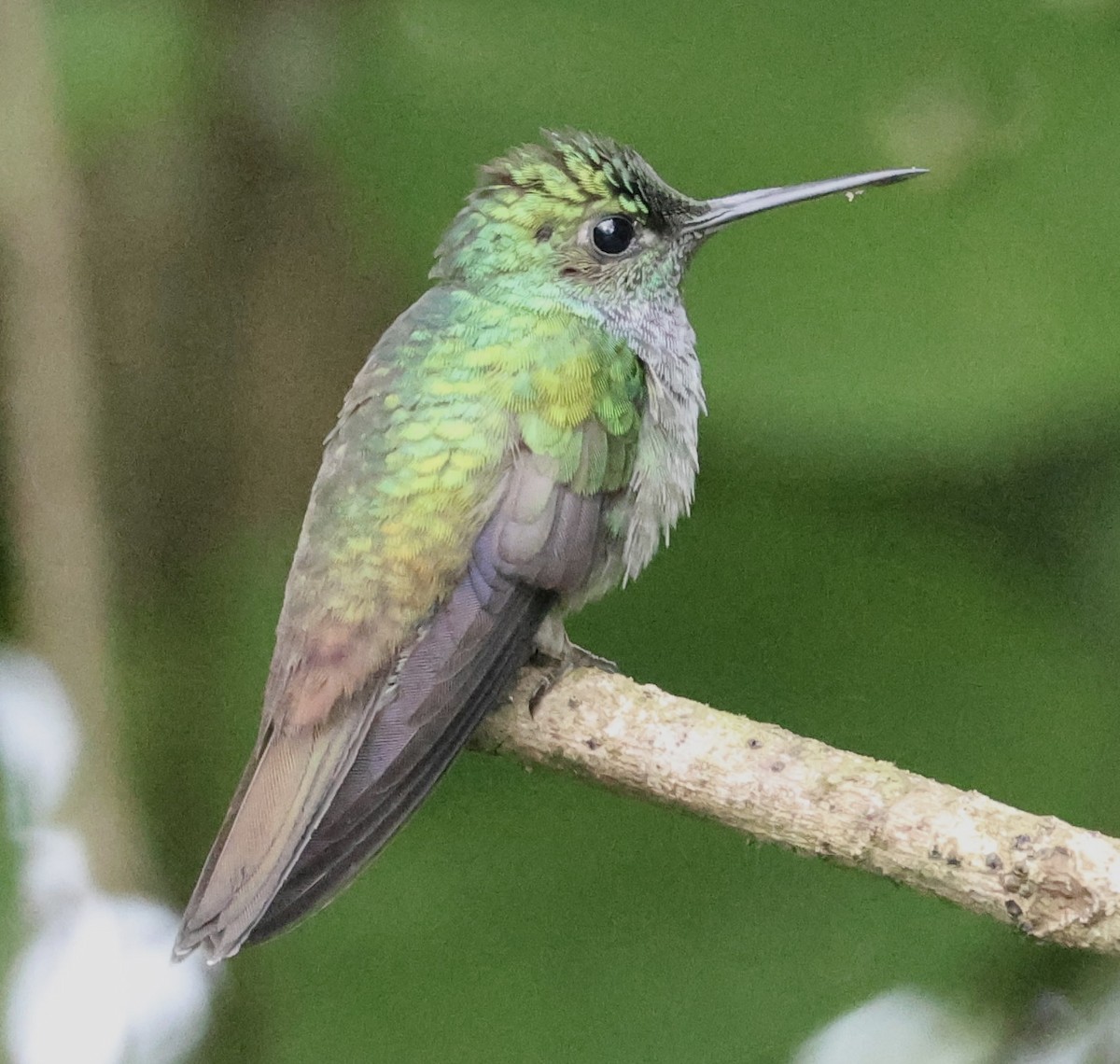 Blue-chested Hummingbird - ML620285594