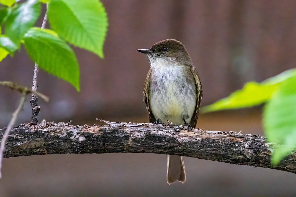 Eastern Phoebe - ML620285597