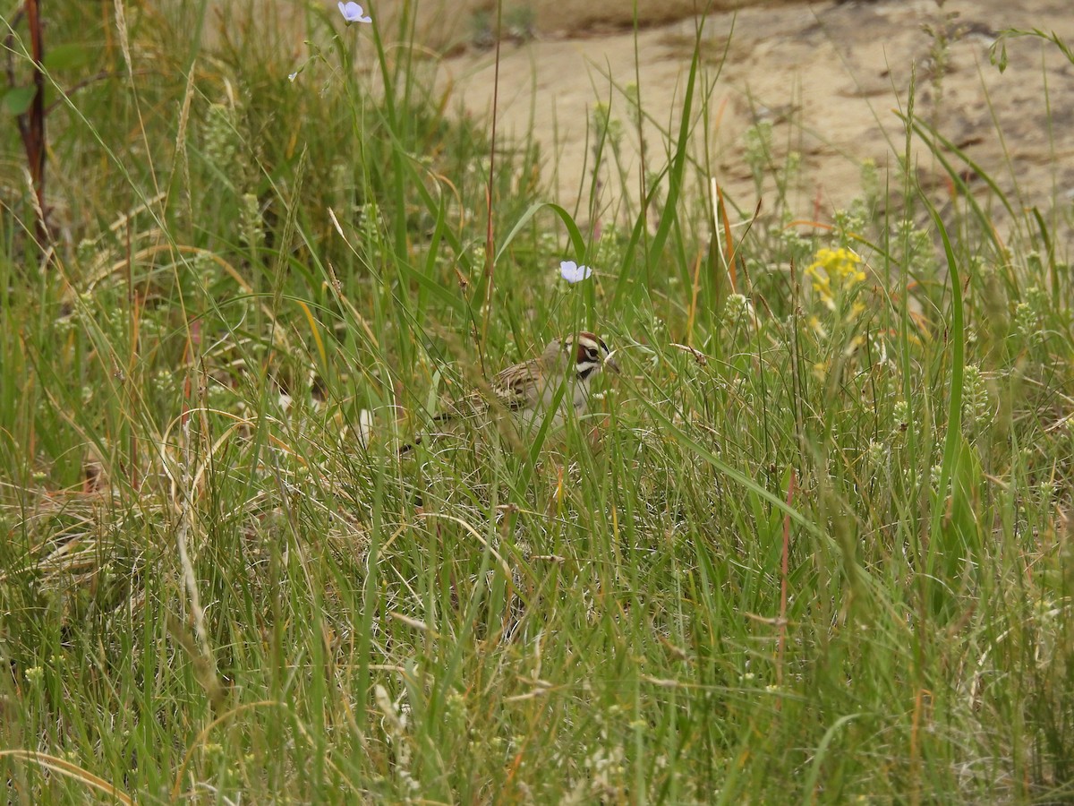 Lark Sparrow - ML620285603