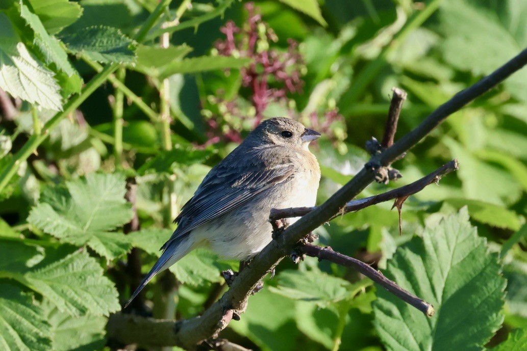 Lazuli Bunting - ML620285605