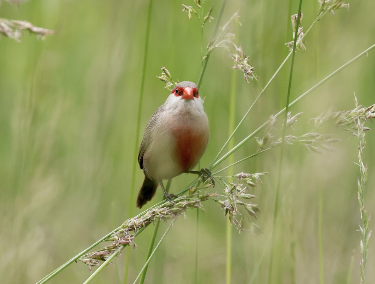 Common Waxbill - ML620285608