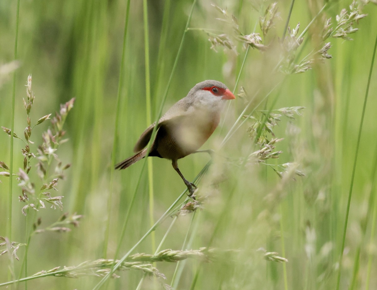 Common Waxbill - ML620285610