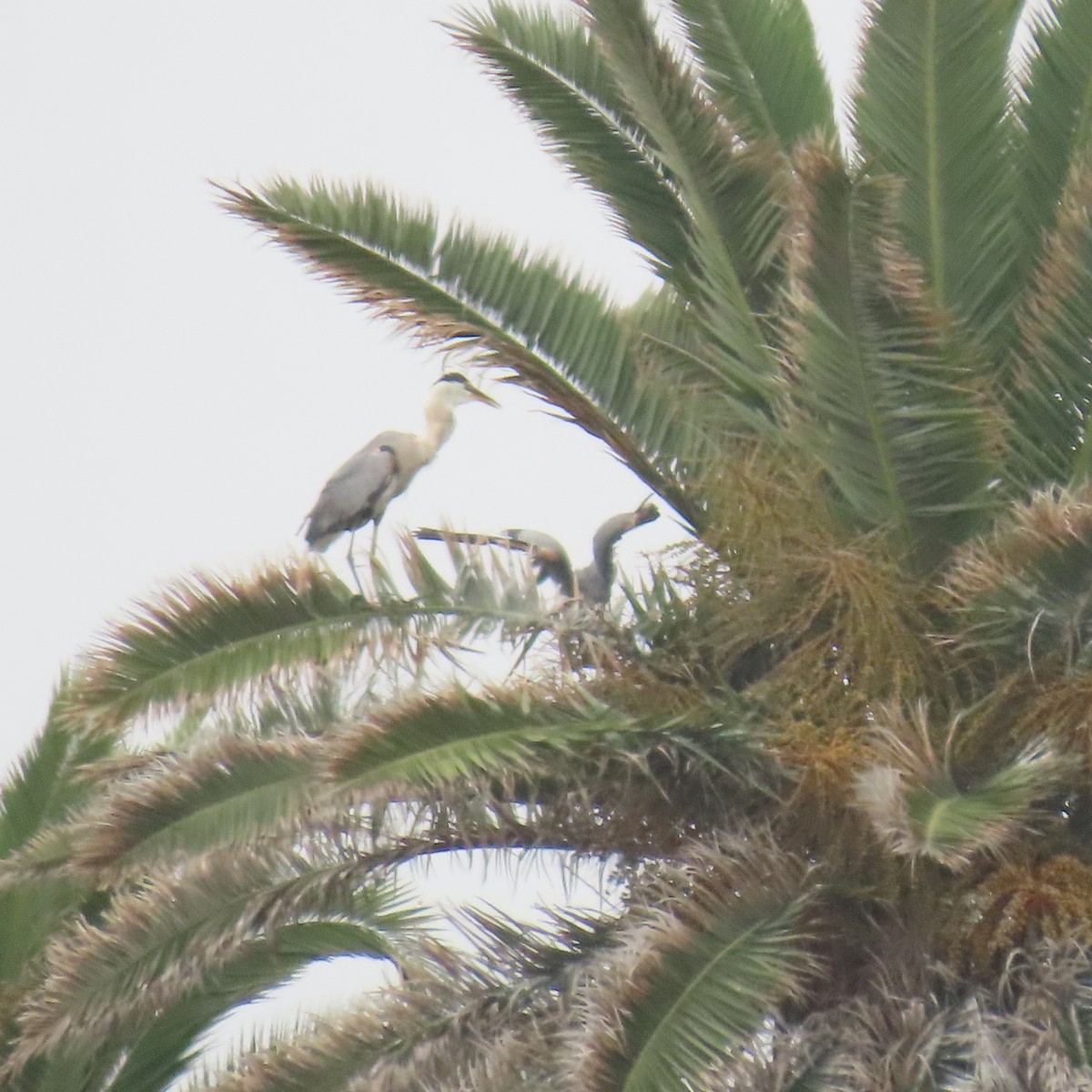 Great Blue Heron - ML620285615