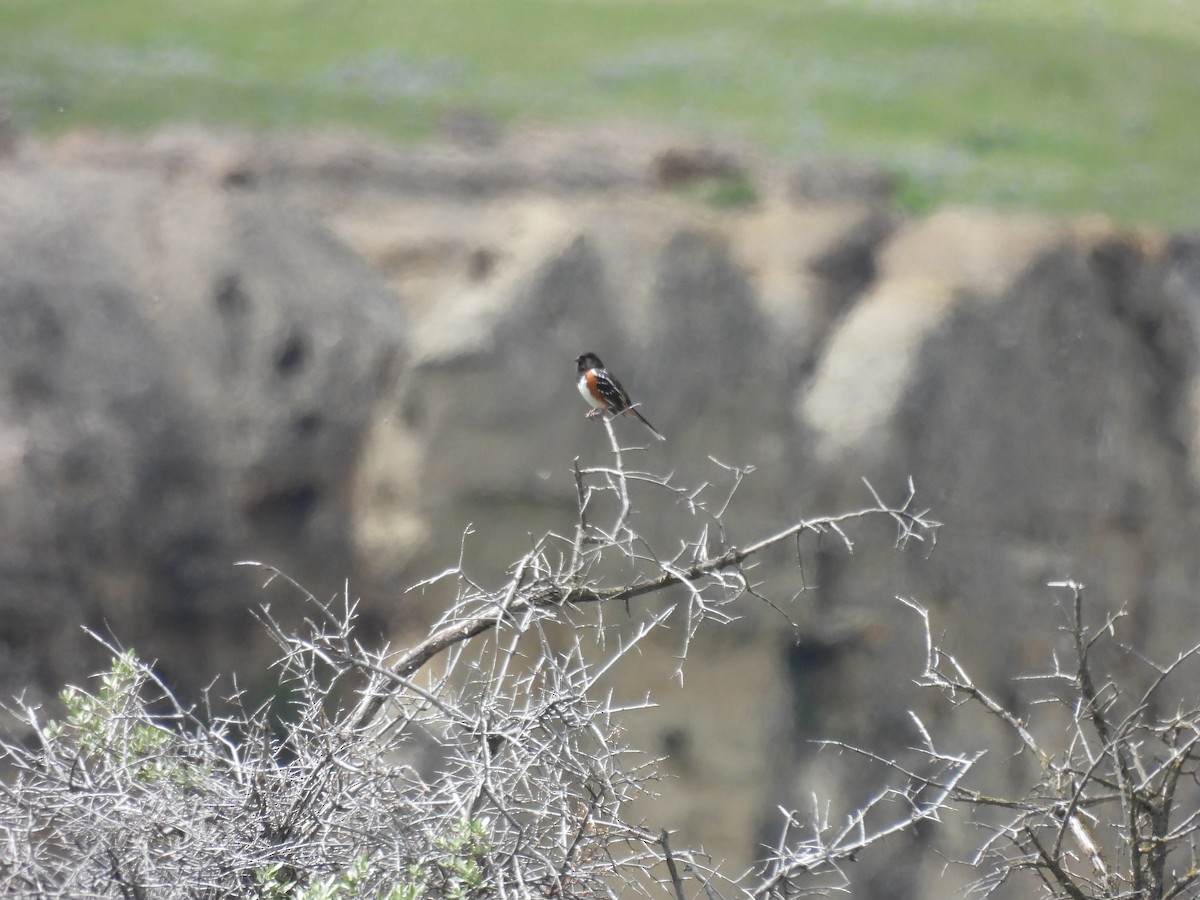 Spotted Towhee - ML620285627