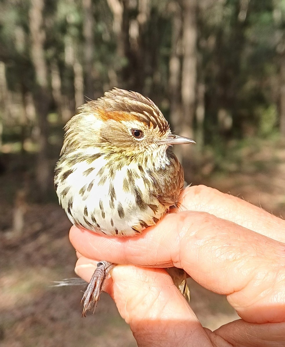 Speckled Warbler - Sooraj  Sekhar