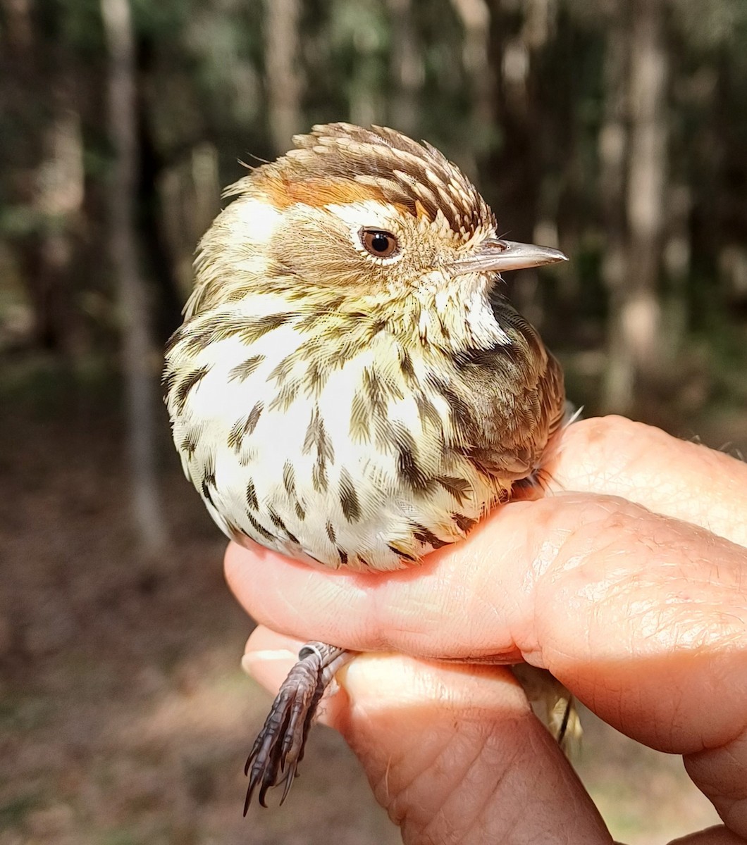 Speckled Warbler - ML620285630