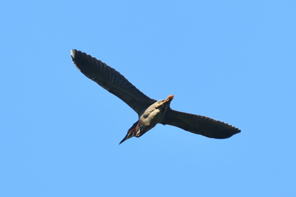 Green Heron - ML620285635