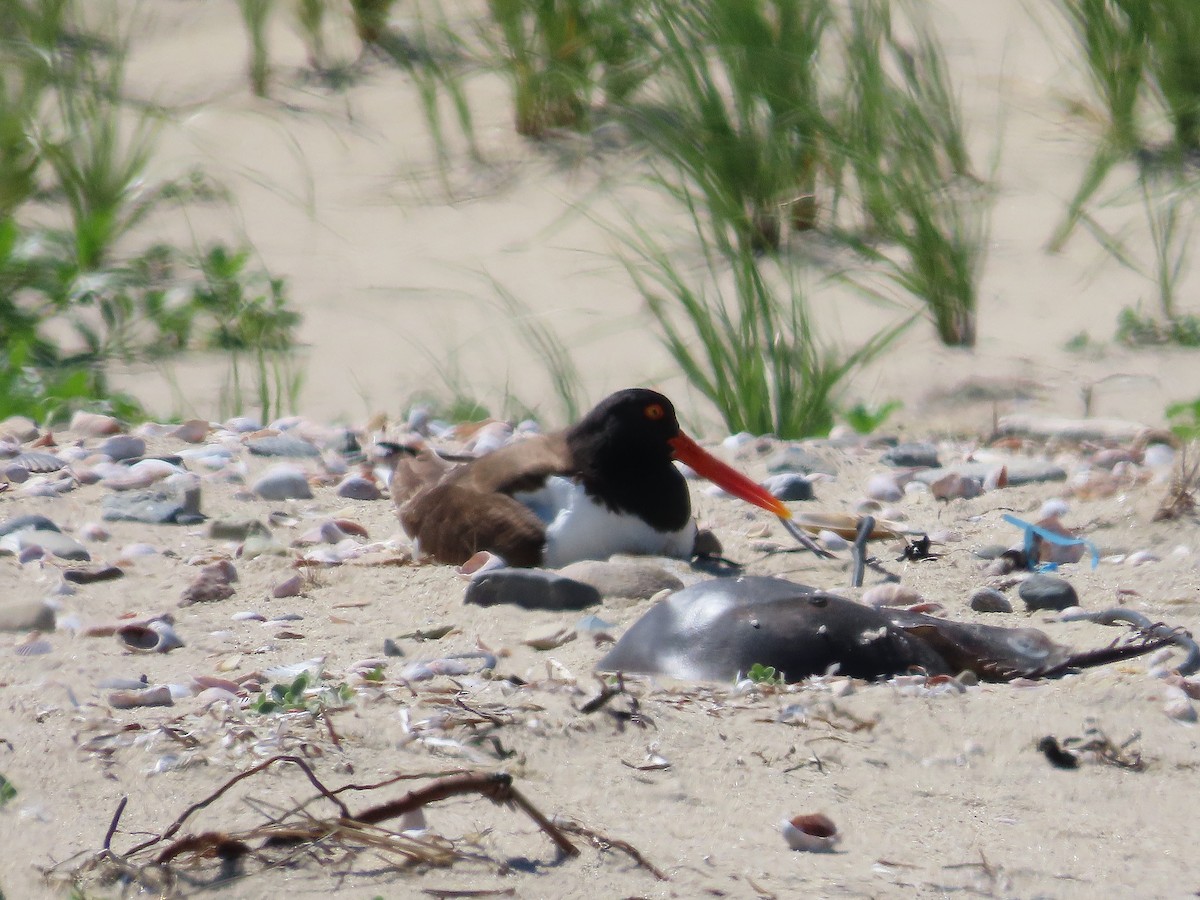 American Oystercatcher - ML620285637