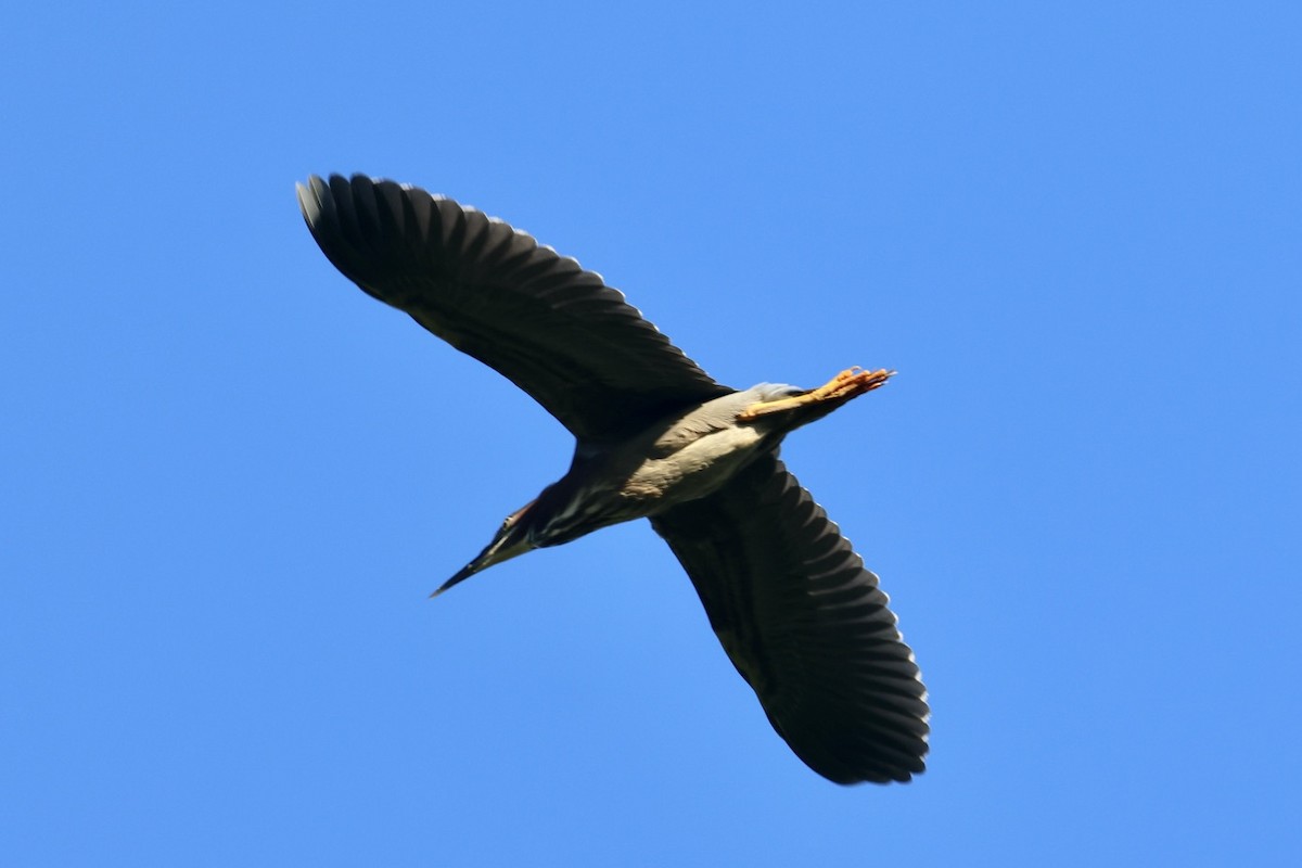 Green Heron - ML620285640