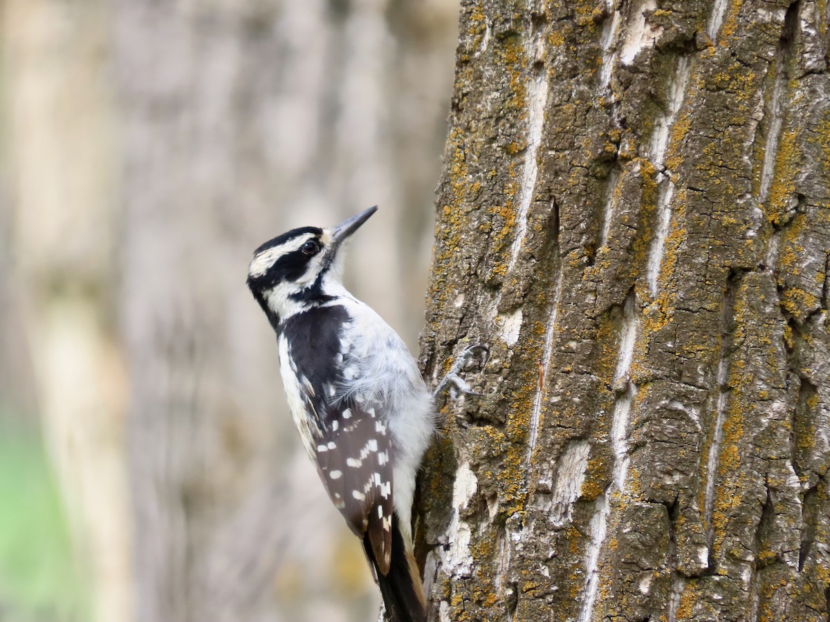 Hairy Woodpecker - ML620285643