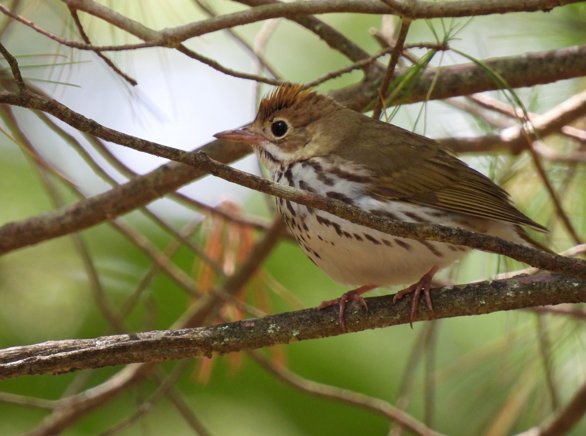 Ovenbird - ML620285644