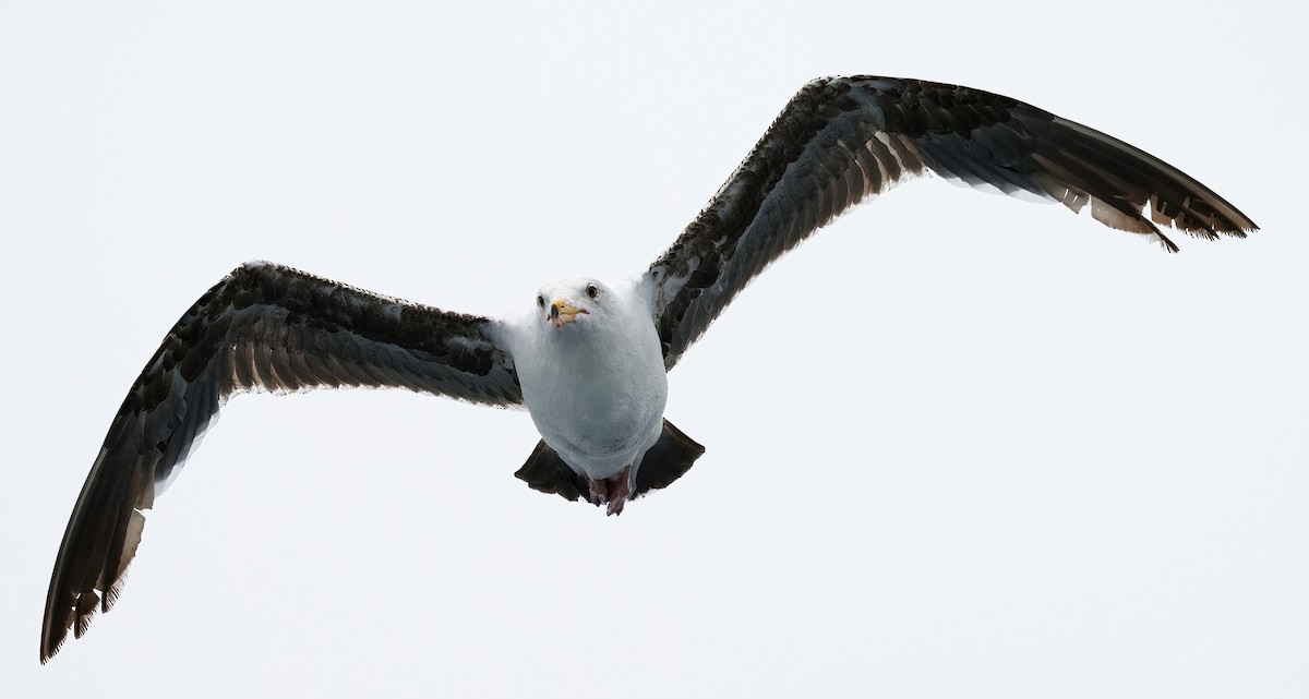 Western Gull - DAB DAB