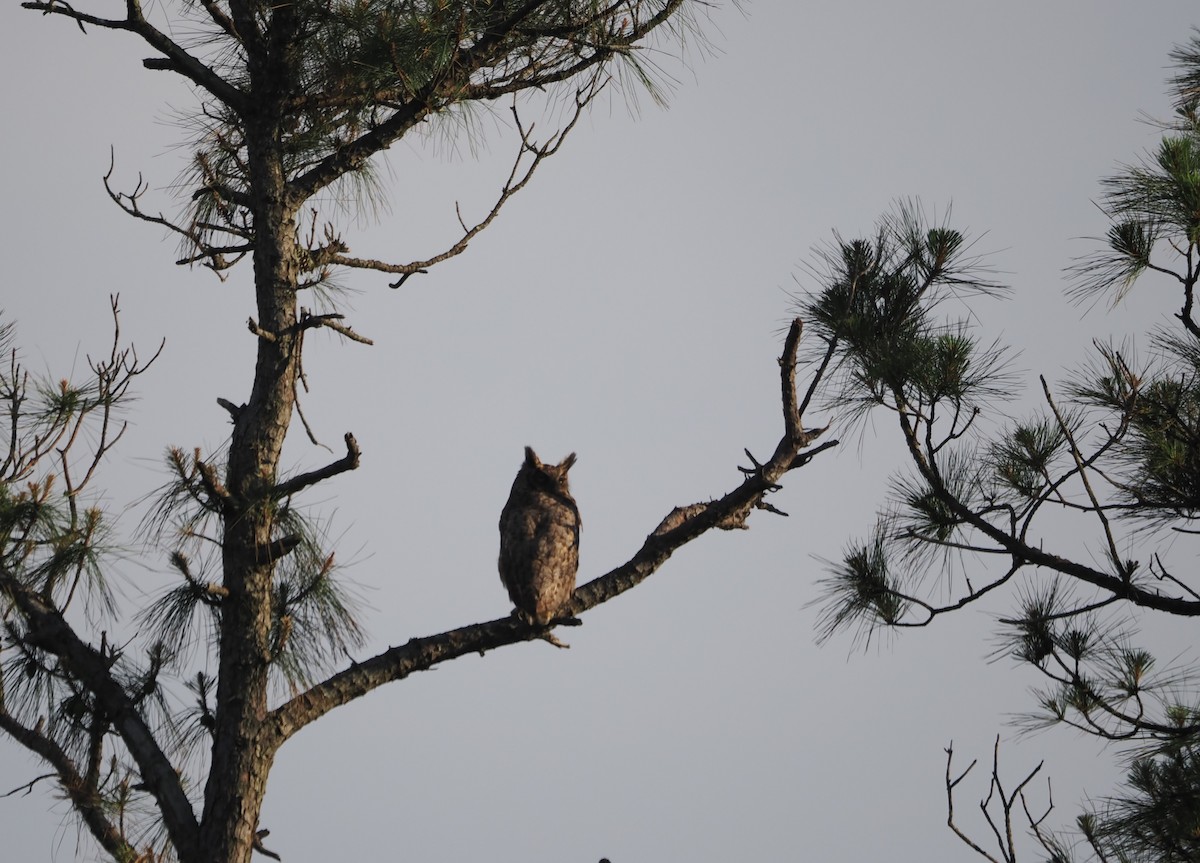 Great Horned Owl - ML620285654