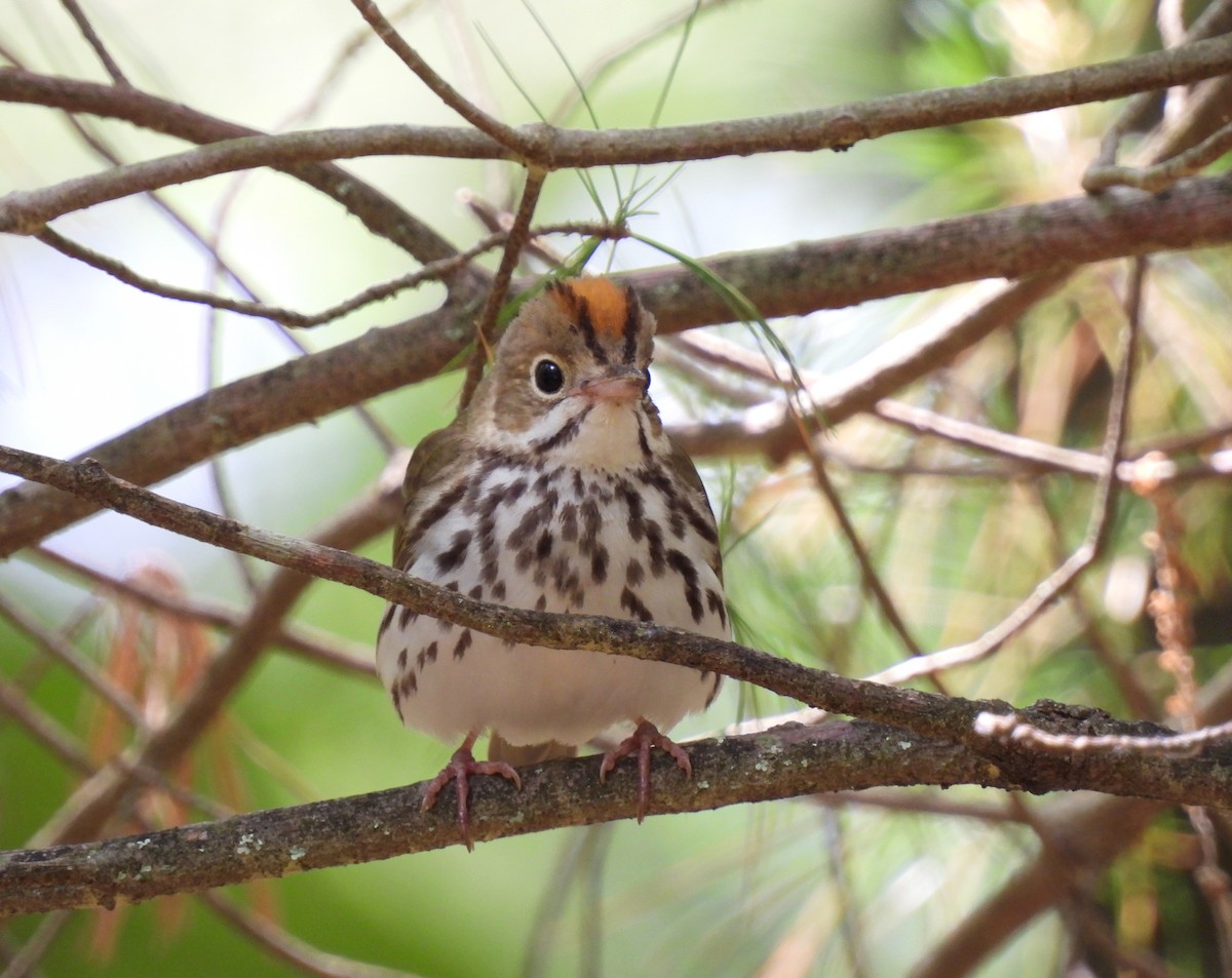 Ovenbird - ML620285655