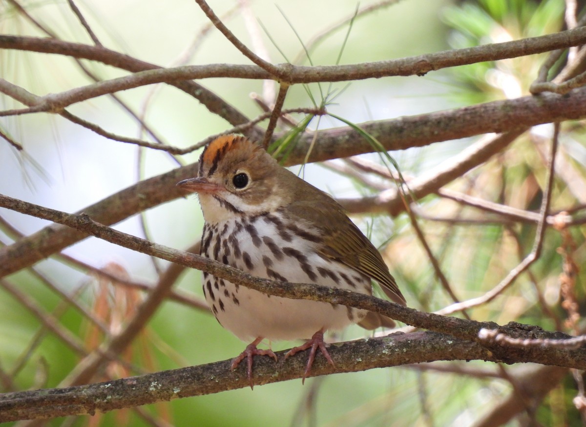 Ovenbird - ML620285657