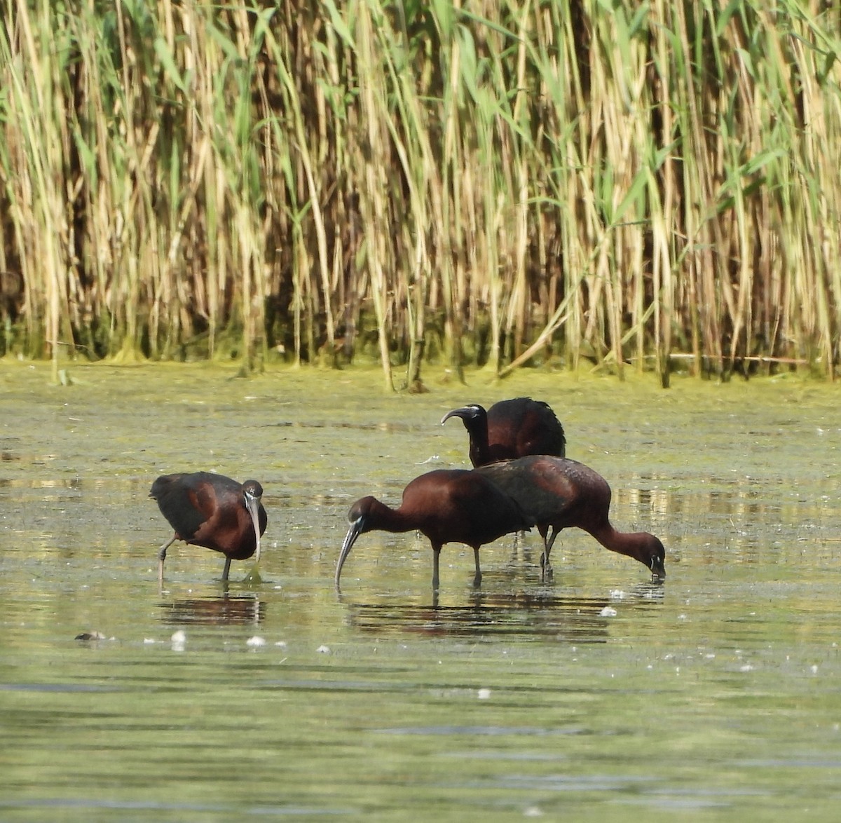 ibis hnědý - ML620285658