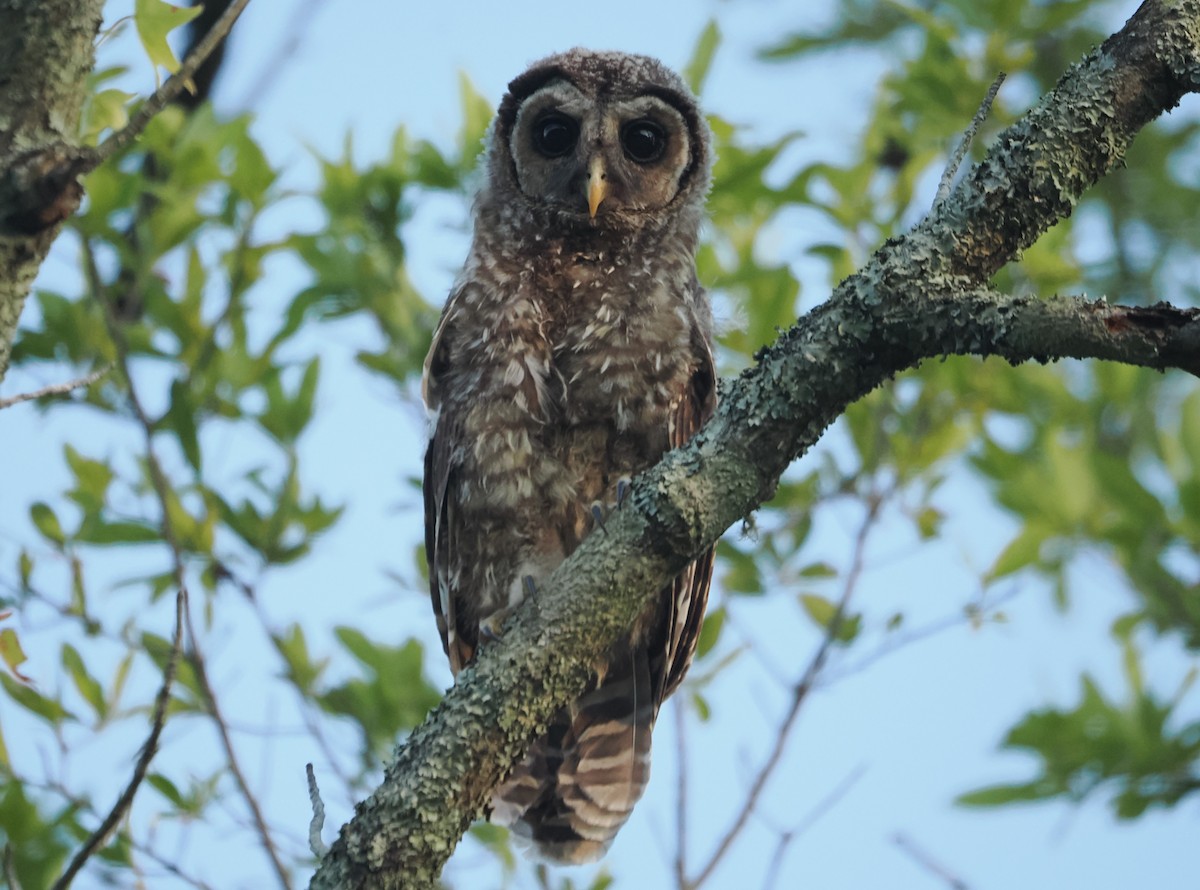 Barred Owl - ML620285659