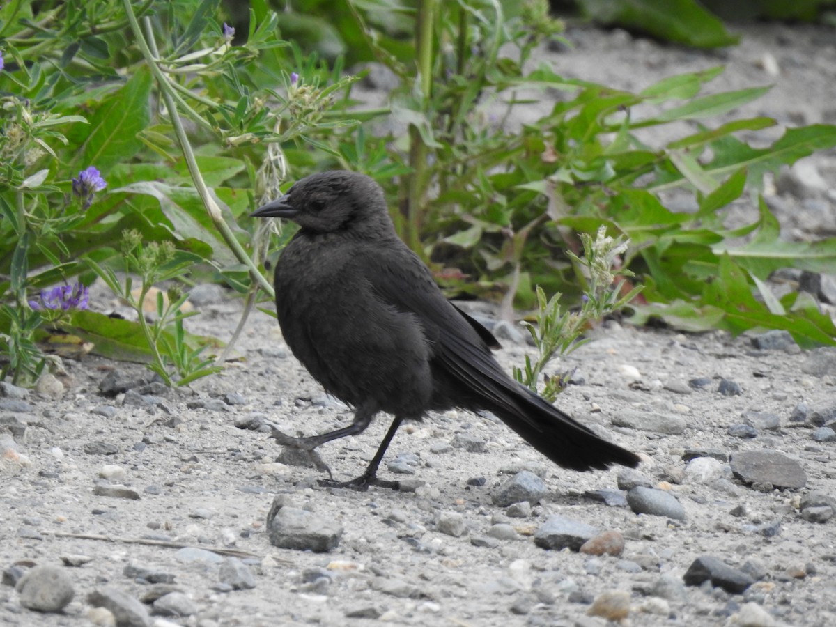 Brown-headed Cowbird - ML620285660