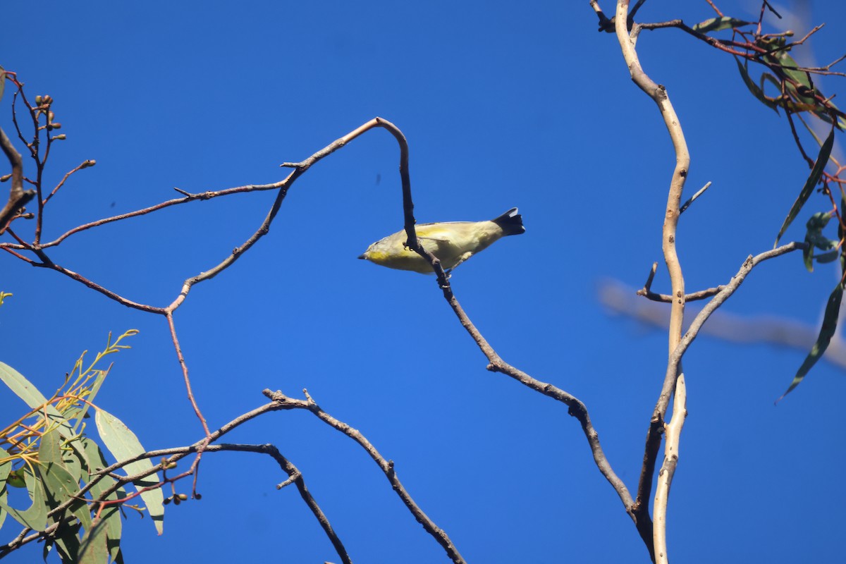 Streifenpanthervogel - ML620285661