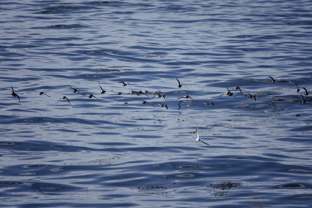 Phalarope à bec étroit - ML620285663