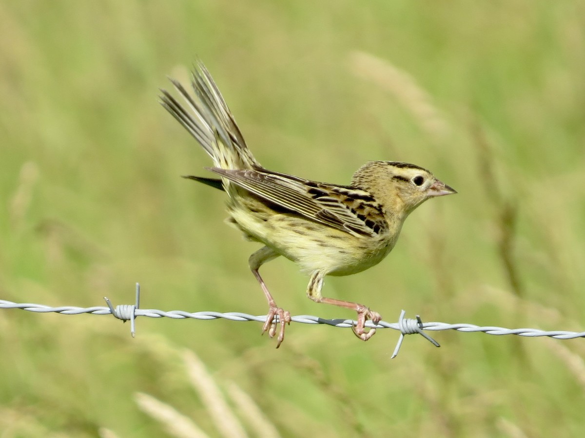 bobolink americký - ML620285675