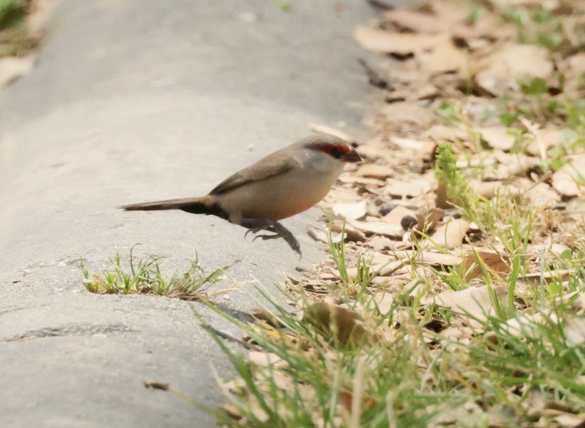 Common Waxbill - ML620285677