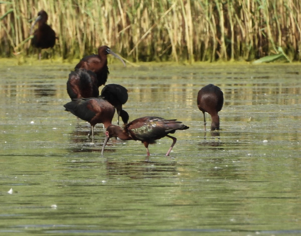 ibis americký - ML620285679