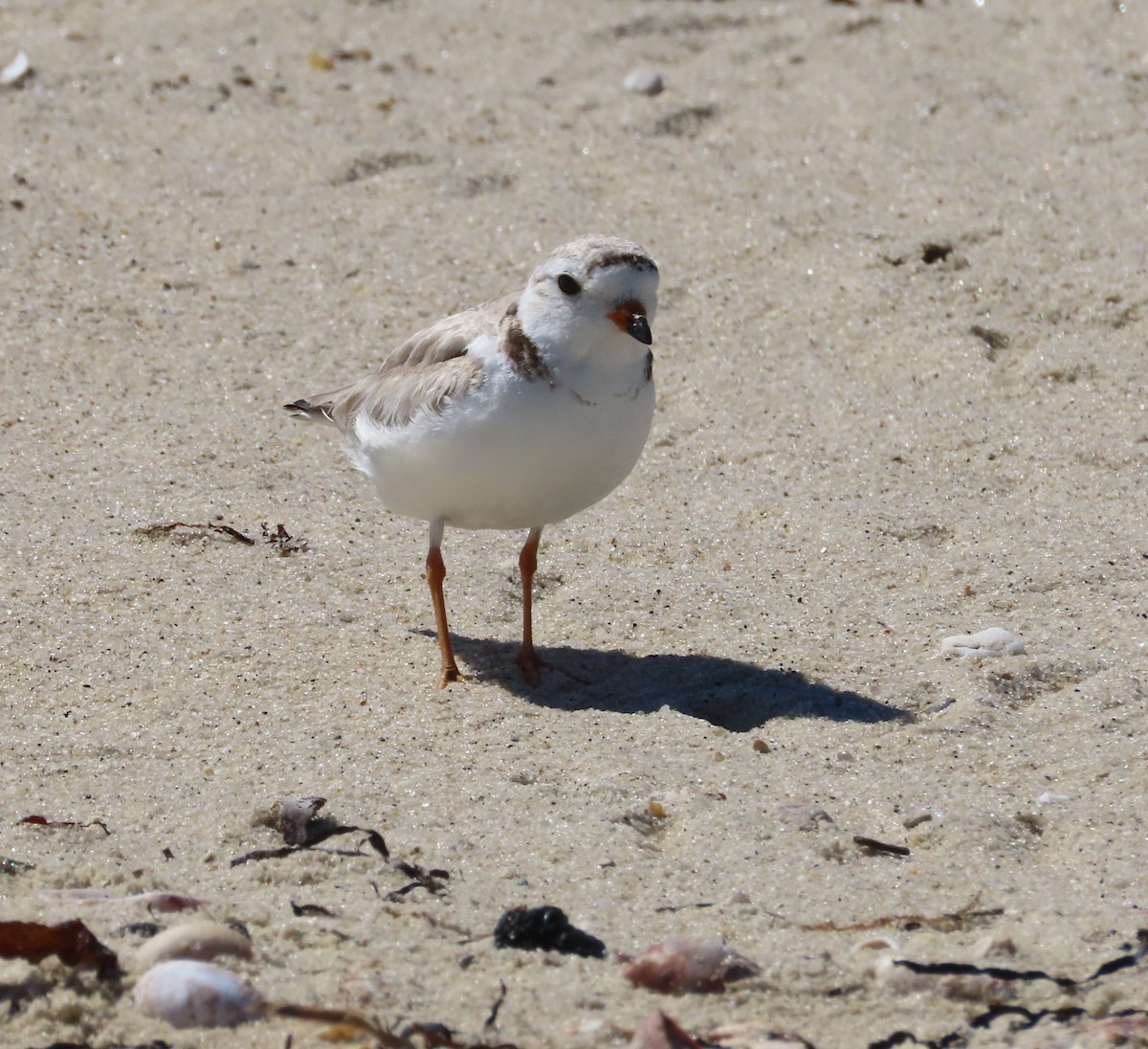 Piping Plover - ML620285682