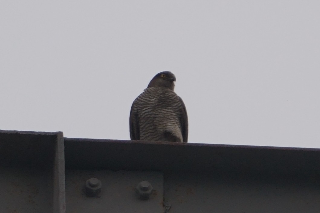 Eurasian Sparrowhawk - ML620285693