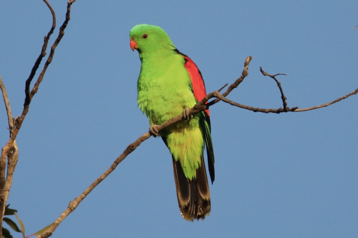 Red-winged Parrot - ML620285697