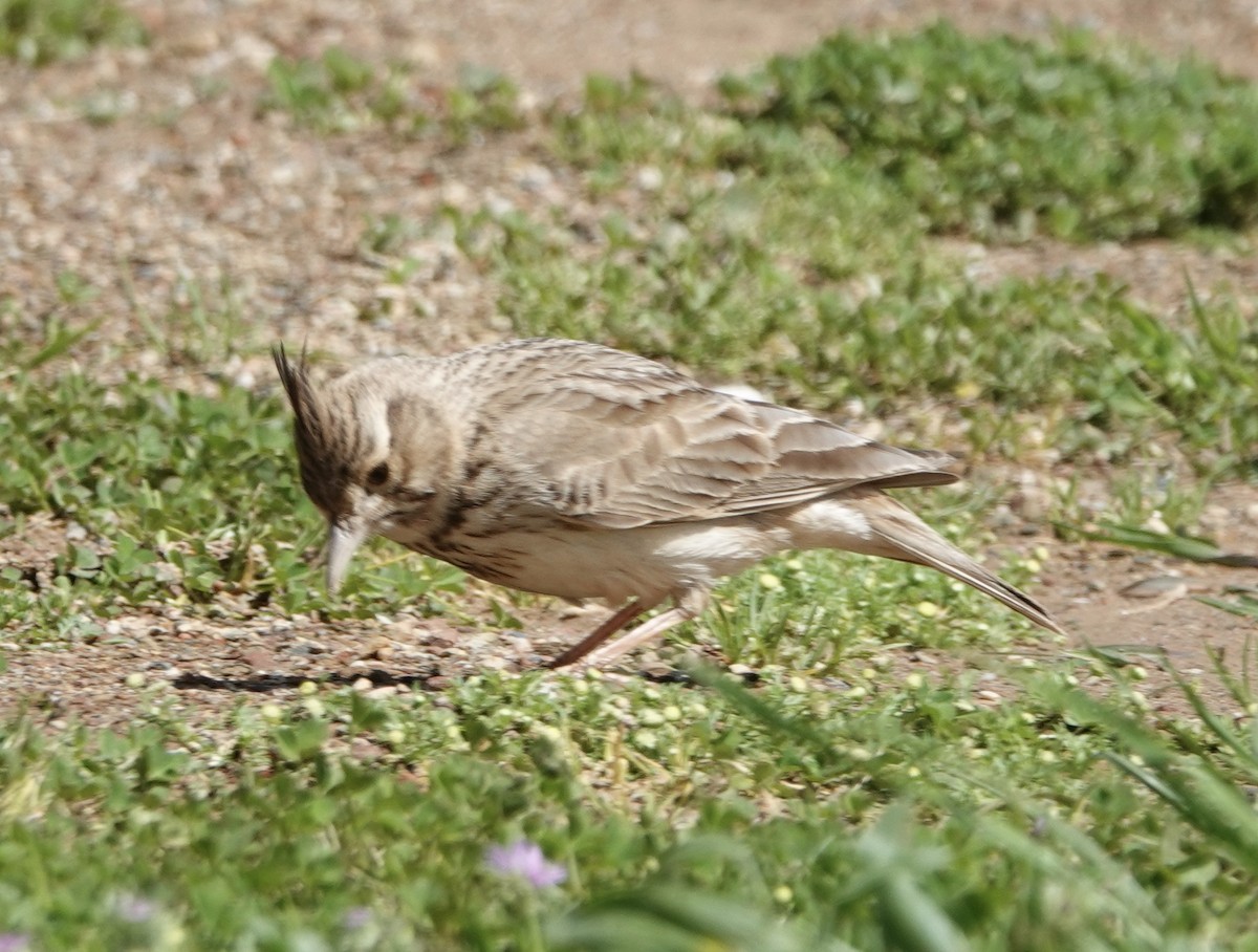 Crested Lark - ML620285699