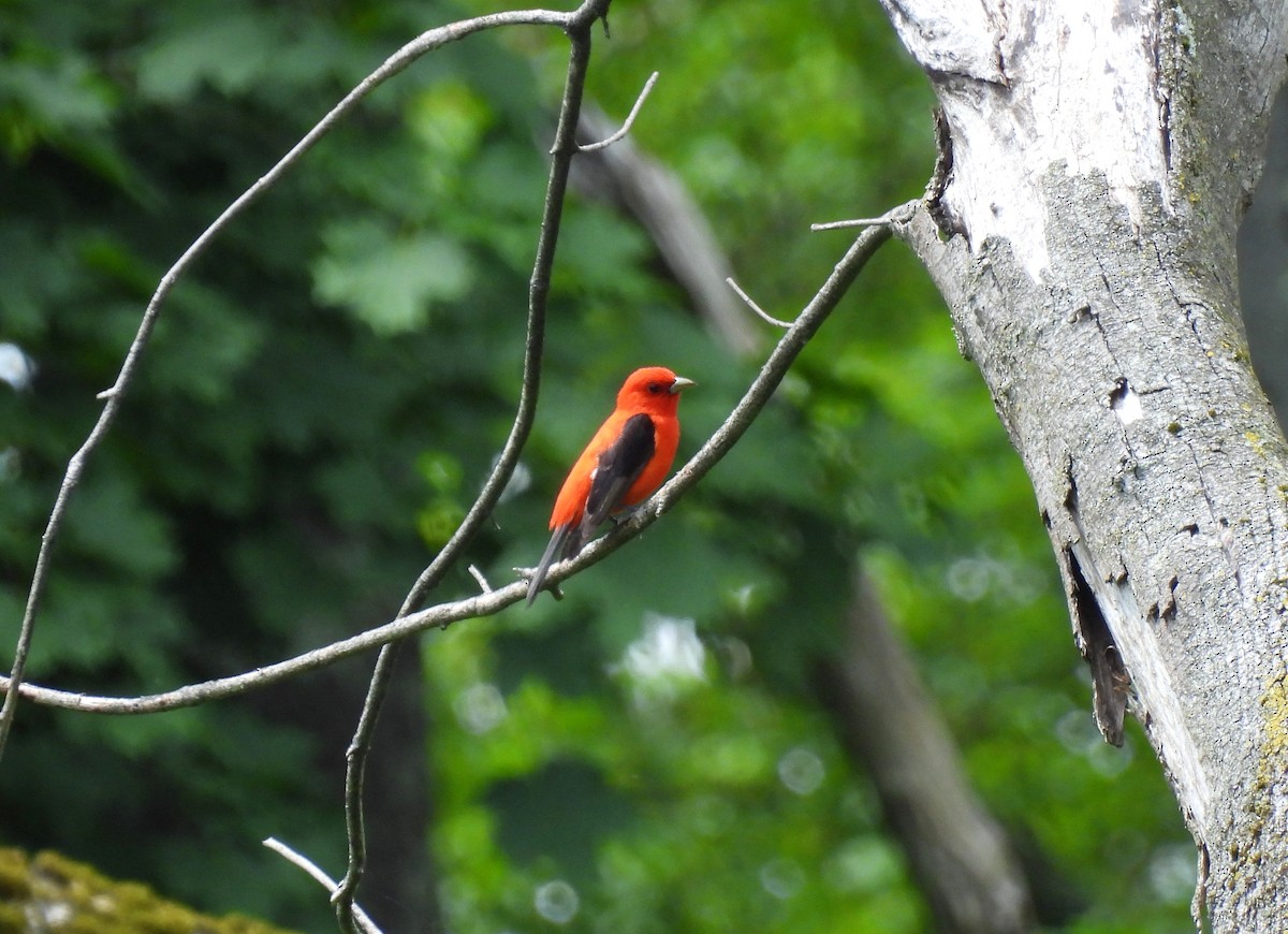 Scarlet Tanager - ML620285701