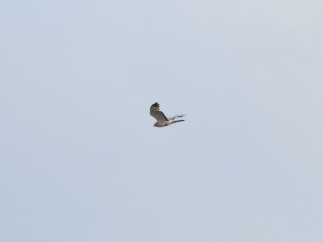 Northern Harrier - ML620285702