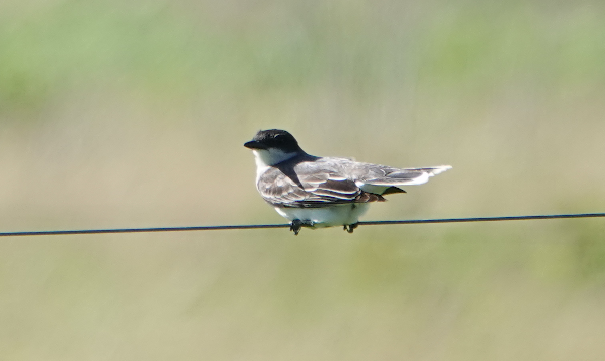 Eastern Kingbird - ML620285703