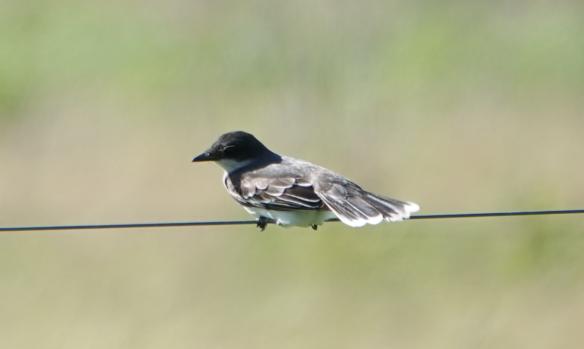 Eastern Kingbird - ML620285704