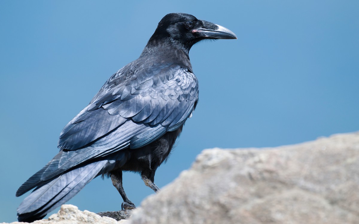 Common Raven - ML620285712