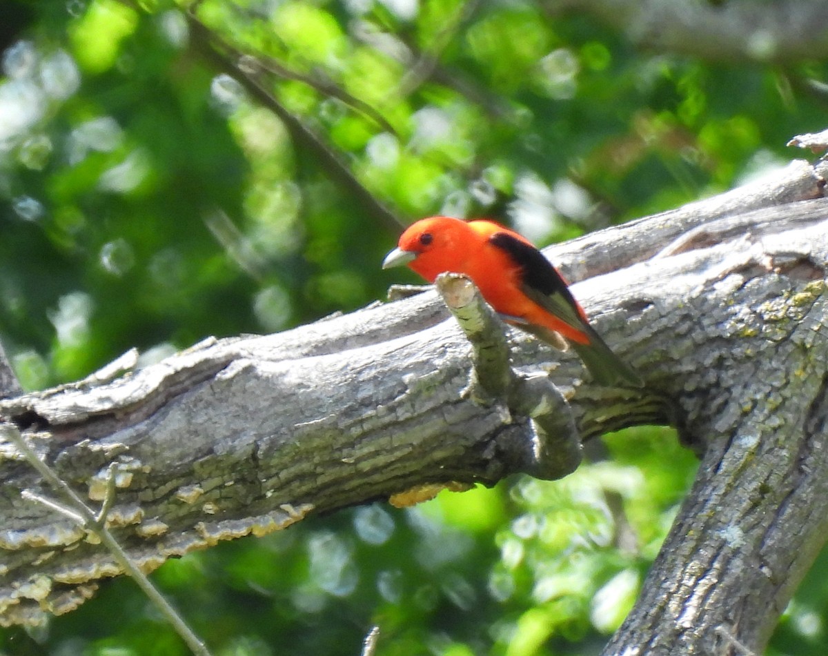 Scarlet Tanager - ML620285713