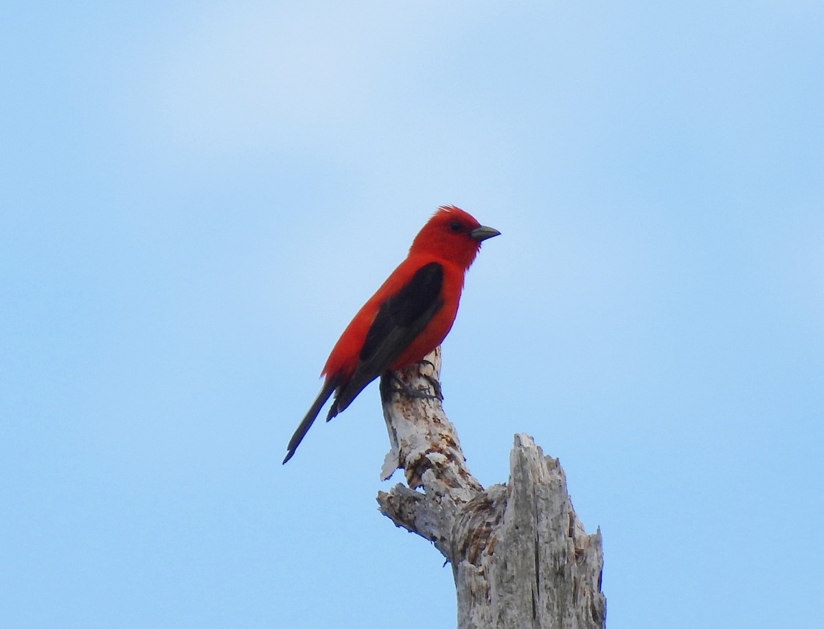 Scarlet Tanager - ML620285716