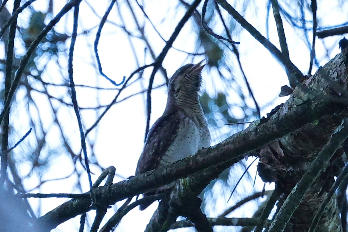 Eurasian Wryneck - ML620285718