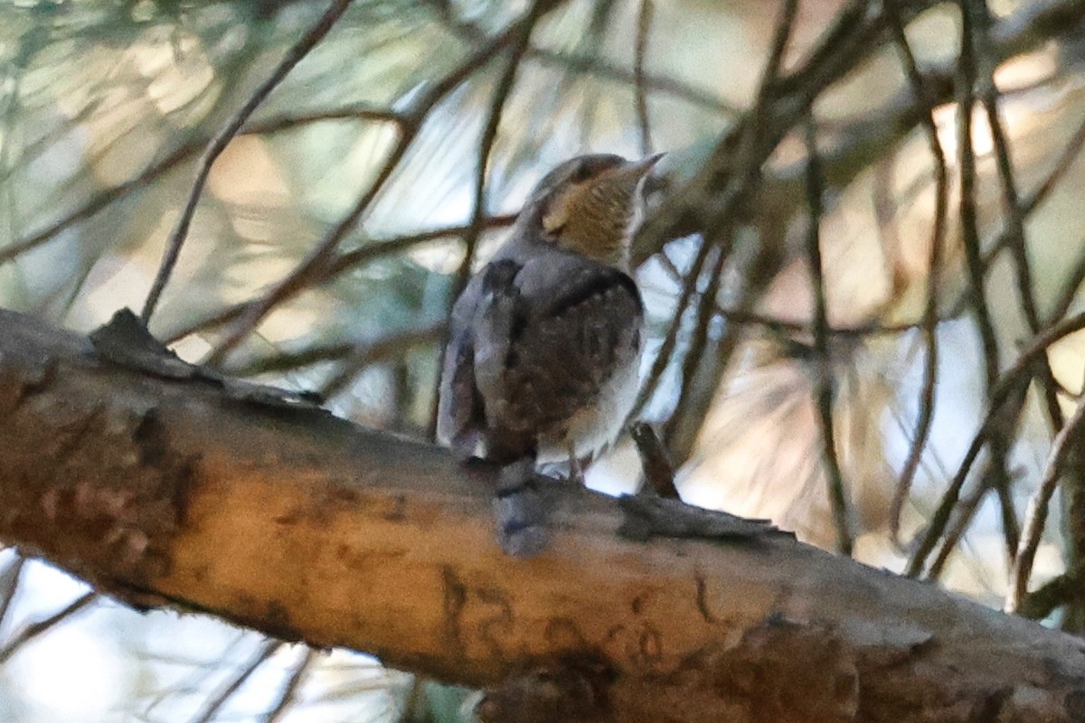 Eurasian Wryneck - ML620285719